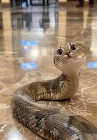 081a30dc1e71972fce60